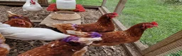 Hens poultry for sale: Warren laying hens - Advert 7