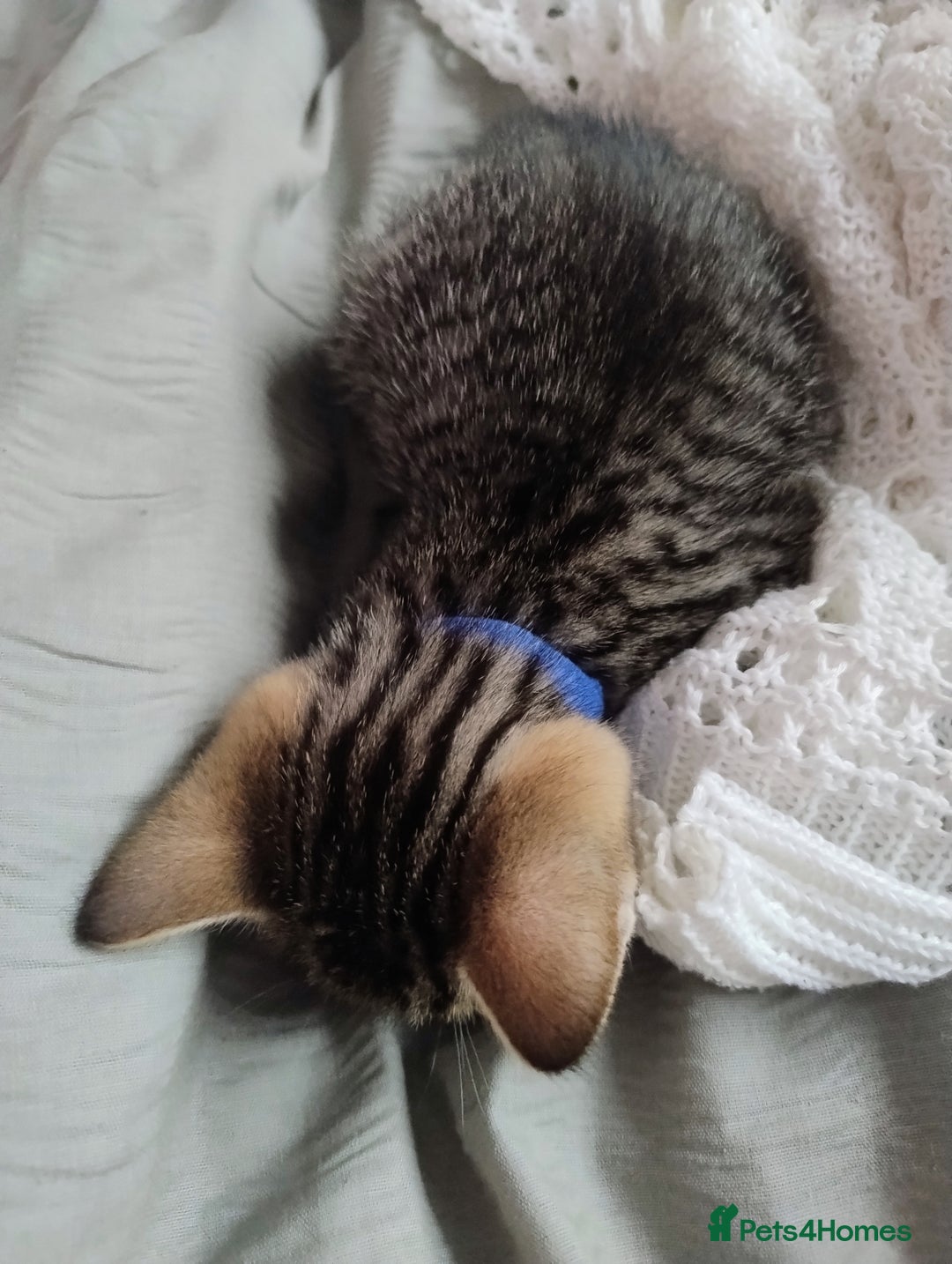 Mixed Breed cats for sale: Stunning kittens - Image 6