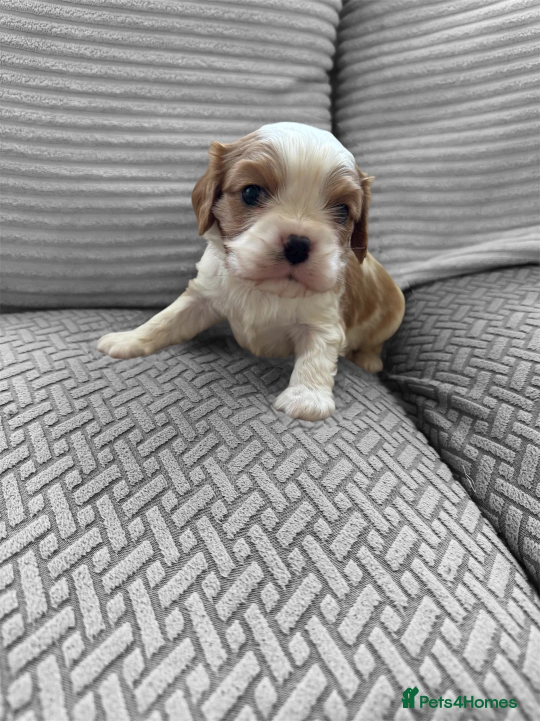 Cavalier King Charles Spaniel dogs for sale: Stunning hereditary clear KC one boy left - Advert 19