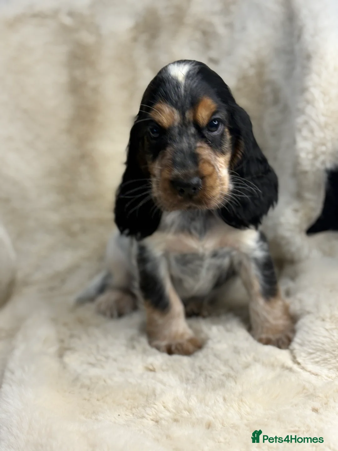Cocker Spaniel dogs for sale: Top quality cocker spaniel pups  - Advert 5