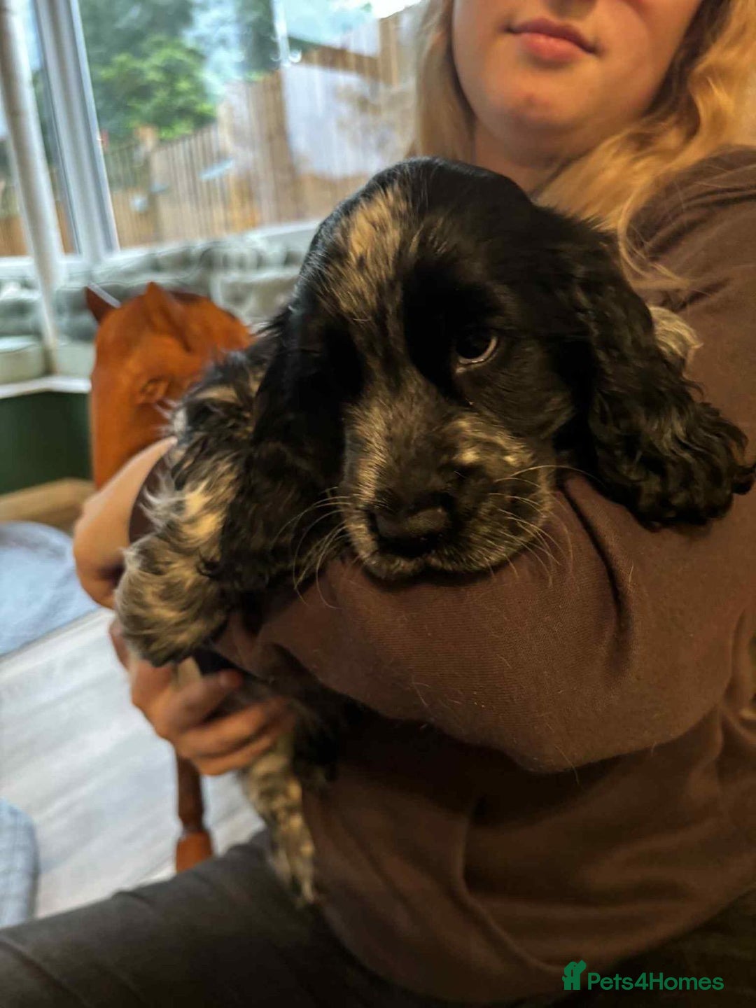 Cocker Spaniel dogs for sale: Stunning KC Show Cocker Spaniels - Image 8