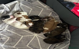 Lhasa Apso dogs for sale: Lhasa Apso Puppies for sale - Image 3