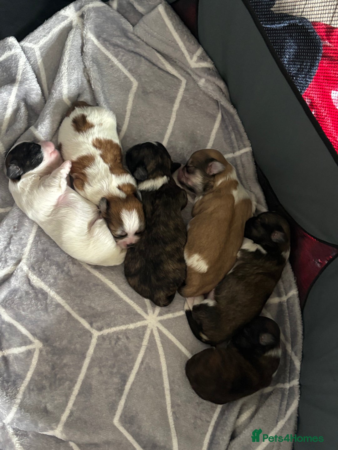 Lhasa Apso dogs for sale: Lhasa Apso Puppies for sale - Image 3