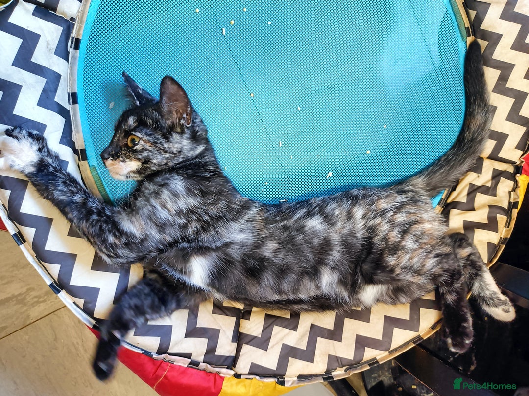 Bengal cats for sale: Bengal X Kittens High % Wild Asian Leopard Cat.  - Image 21
