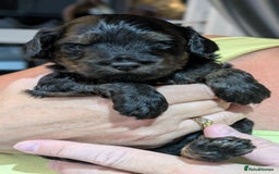 Cockapoo dogs for sale: 5 cockapoo puppys - Image 4