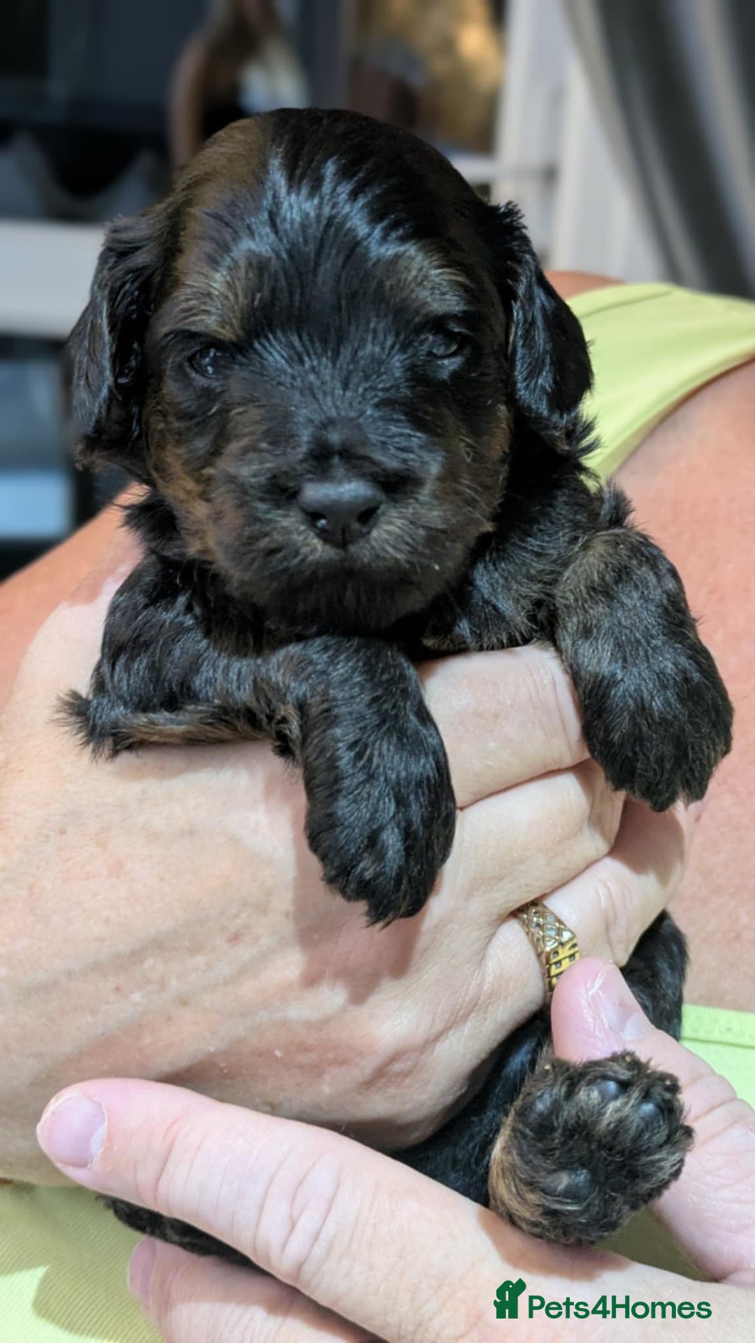 Cockapoo dogs for sale: 5 cockapoo puppys - Image 4