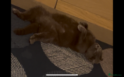Scottish Fold cats for sale: Adorable Scottish Fold x British Shorthair Kitten - Image 9