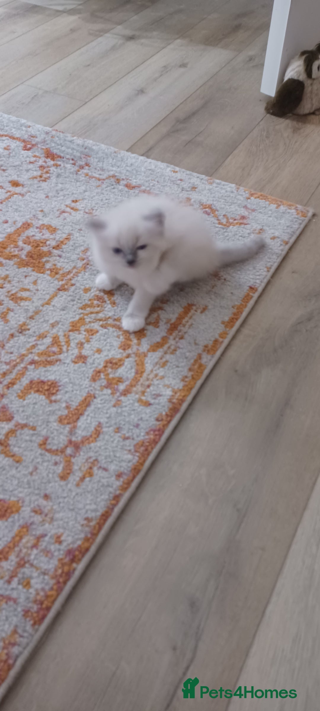 Ragdoll cats for sale: Blue mitted ragdoll kittens - Image 17