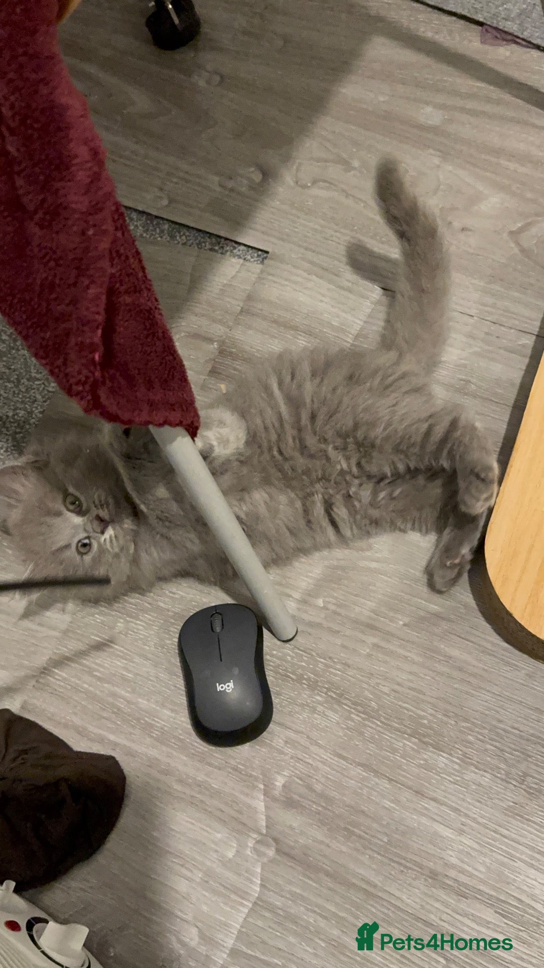 Mixed Breed cats BSH (Brittish shorthair) X Russian  - Advert 14