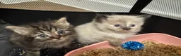 Ragdoll cats for sale: 3 beautiful ragdoll kittens - Advert 13