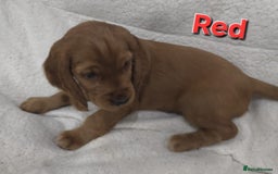 Cocker Spaniel dogs for sale: 🐾 Adorable Cocker Spaniel Puppies for Sale! 🐾 - Image 10