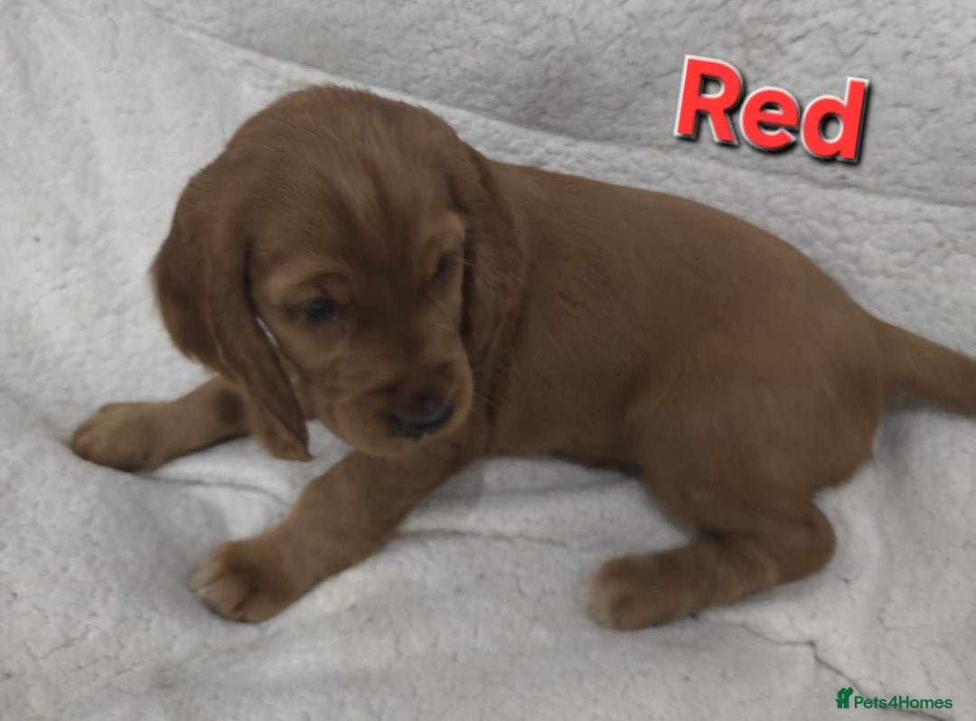 Cocker Spaniel dogs for sale: 🐾 Adorable Cocker Spaniel Puppies for Sale! 🐾 - Image 10