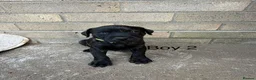 Staffordshire Bull Terrier dogs for sale: 9 Staff puppies - Advert 13