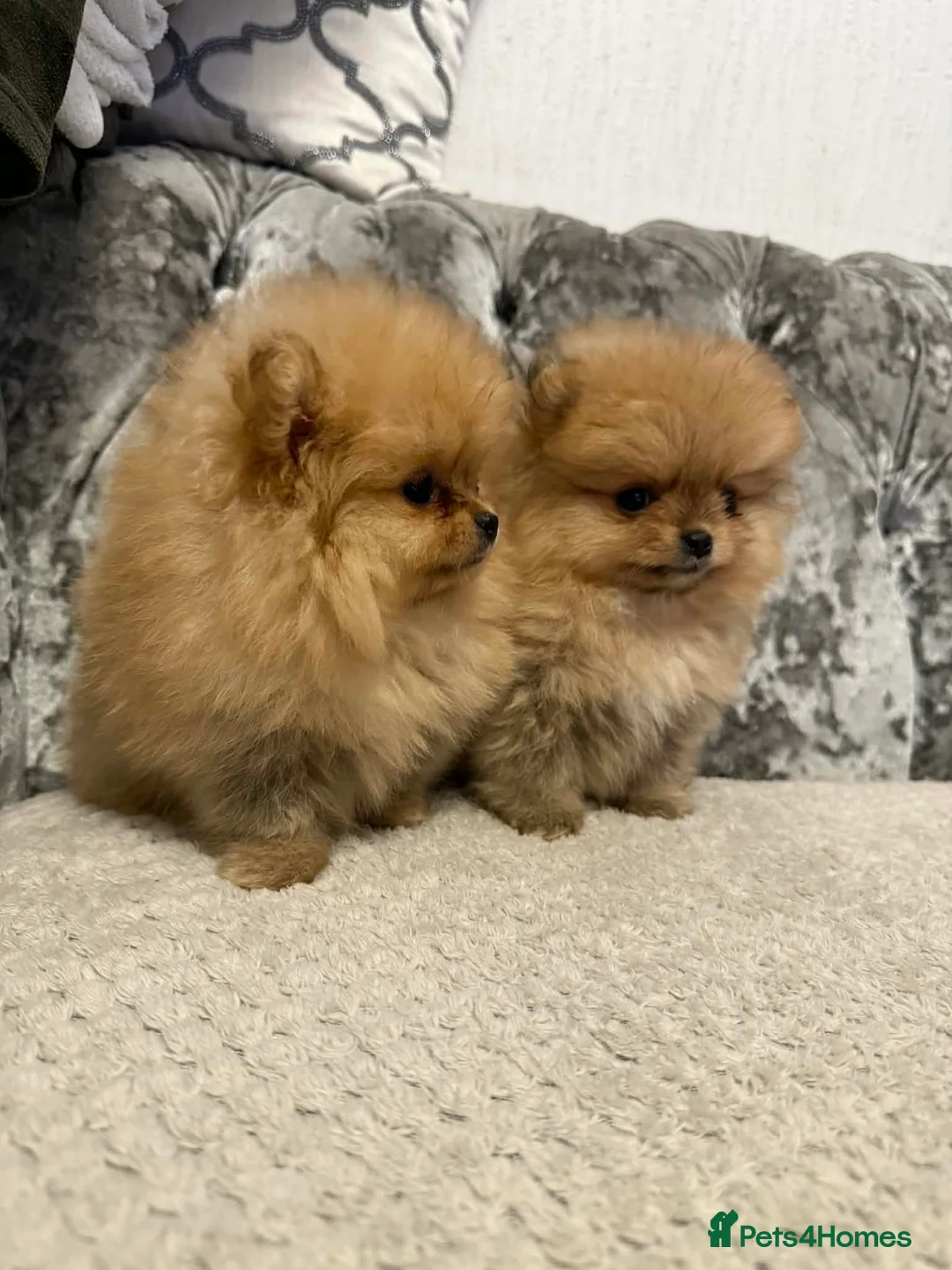 Pomeranian dogs for sale: pomeranian puppies - Advert 3