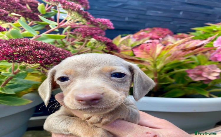 Miniature Dachshund dogs - Advert 4