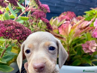 Miniature Dachshund dogs - Advert 15