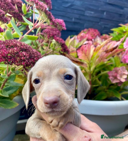 Miniature Dachshund dogs - Advert 4