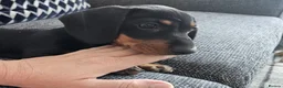 Miniature Dachshund dogs for sale: Miniture Dachshund female in Belper - Advert 5