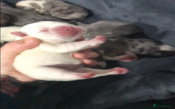 French Bulldog dogs for sale: French bulldog kc registered  - Image 10