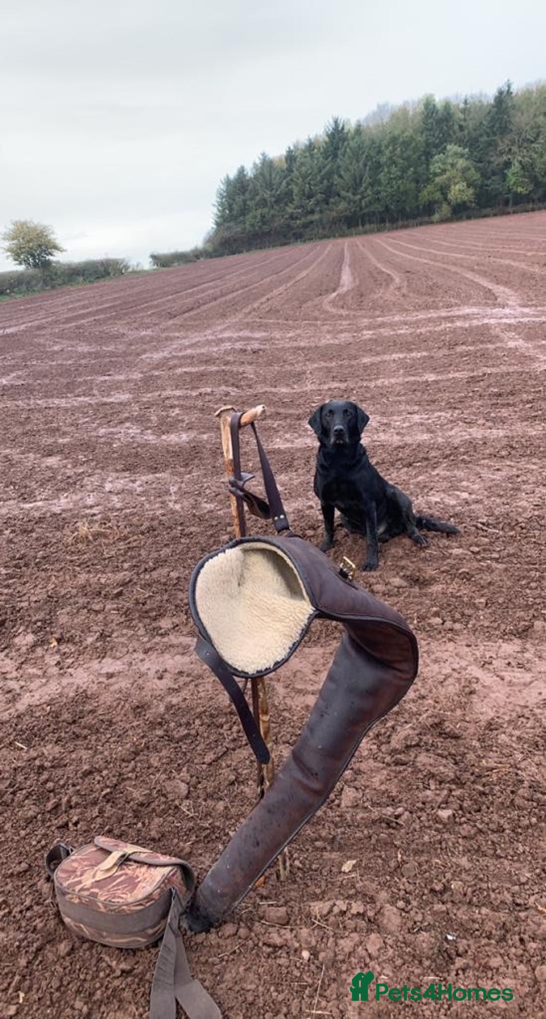 Labrador Retriever dogs for stud: Health Tested KC Registered Black Labrador Stud in Ashbourne - Advert 8