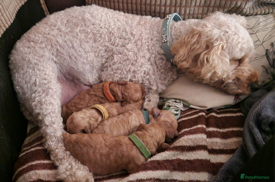Poochon dogs for sale: Beautiful Poochon Puppies - Image 16
