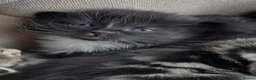 Mixed Breed cats for sale: Adorable Kittens for Sale! in Isleworth - Advert 17