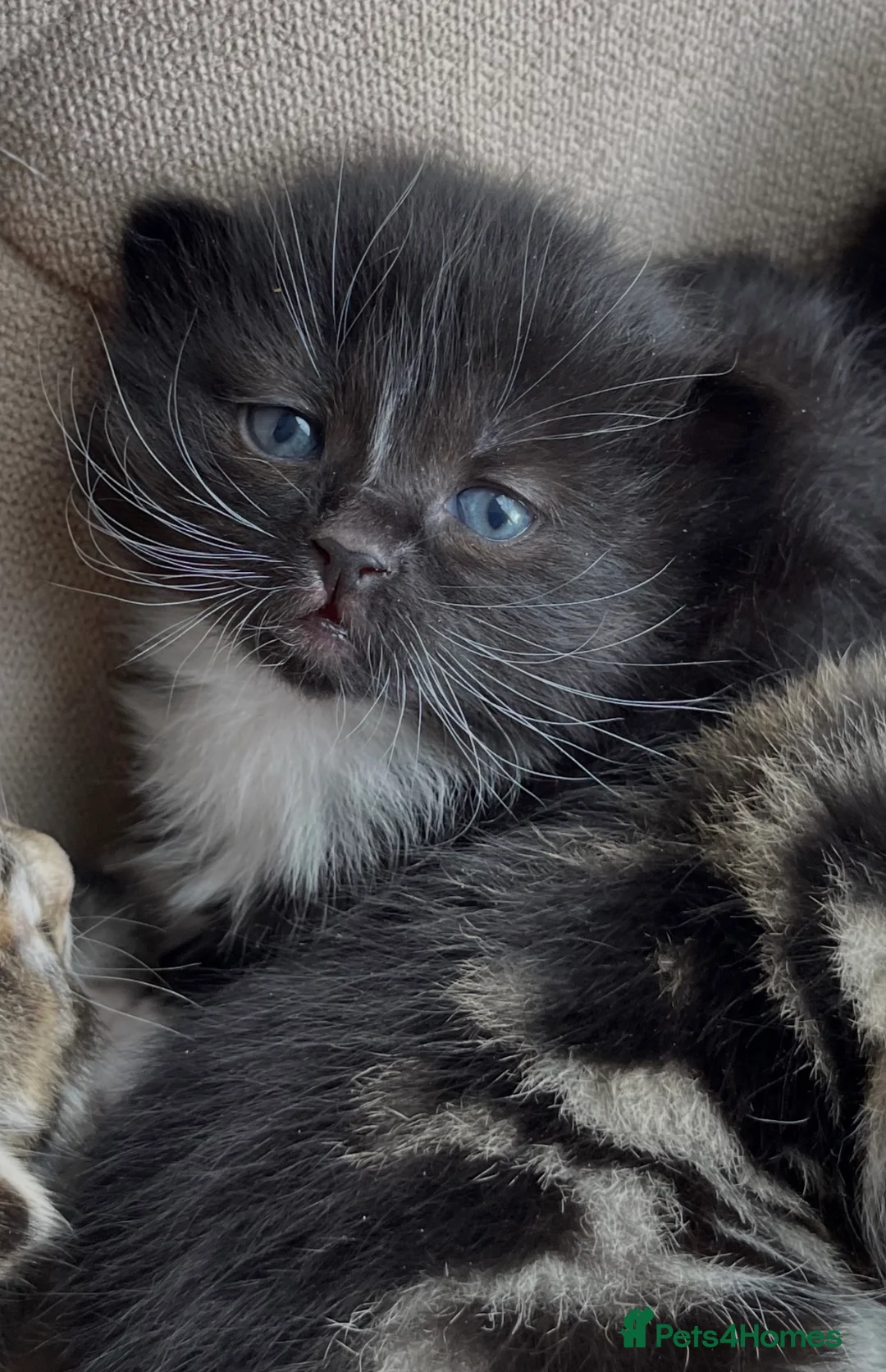 Mixed Breed cats for sale: Adorable Kittens for Sale! - Advert 2