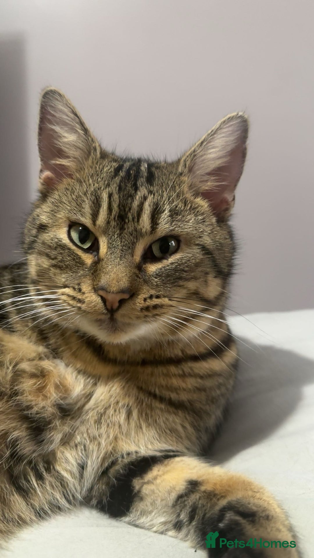 Mixed Breed cats for sale: Milo the tabby and bengal - Advert 2
