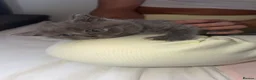 British Shorthair cats for sale: British Blue Shorhair Kittens  - Advert 12