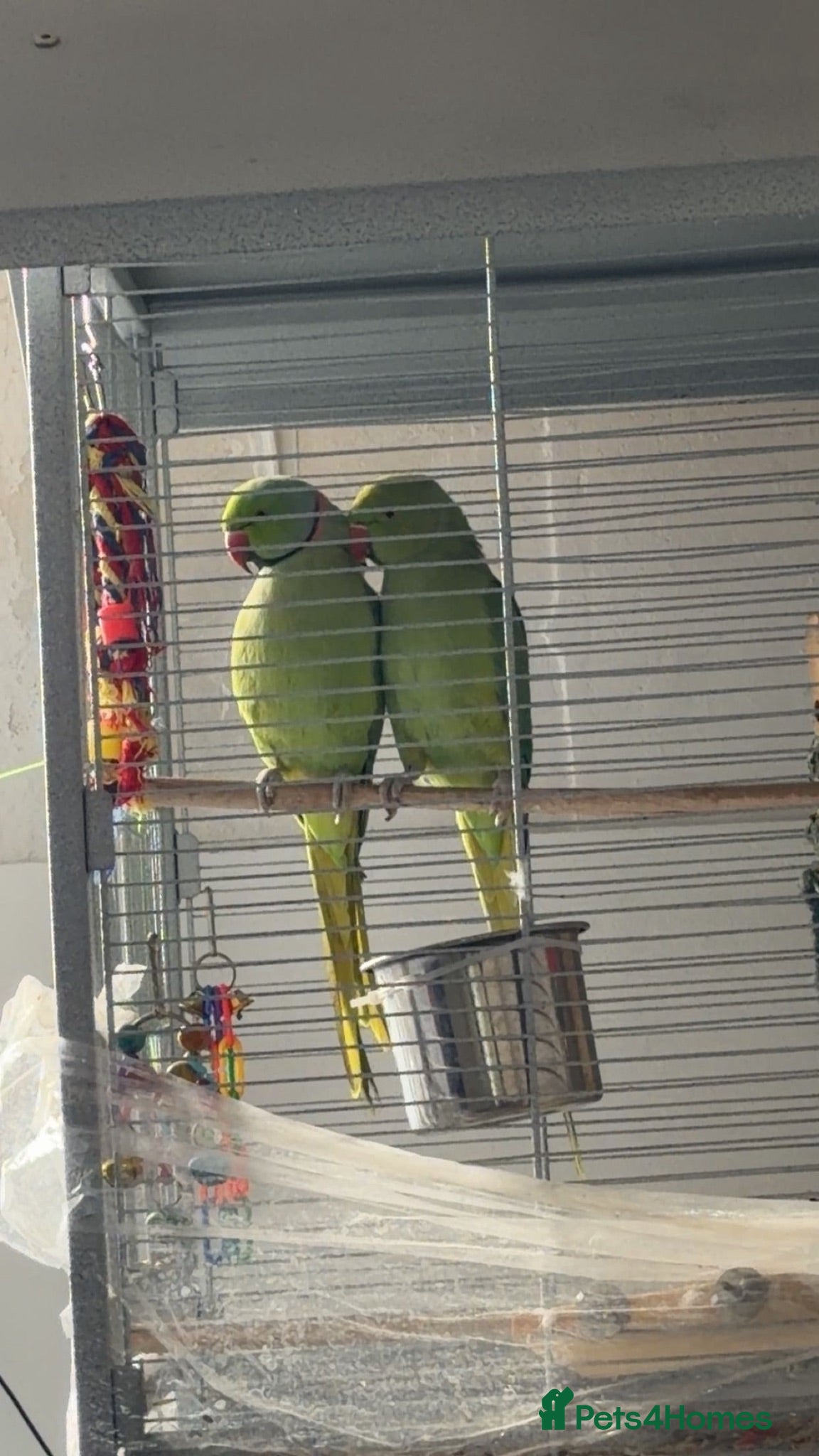 Ringnecks birds Male and female indian ringneck parrot.  - Advert 4