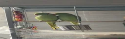 Ringnecks birds for sale: Male and female indian ringneck parrot.  - Advert 1