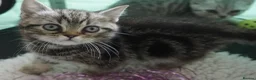 British Shorthair cats for sale: British Shorthair Kittens - Advert 15
