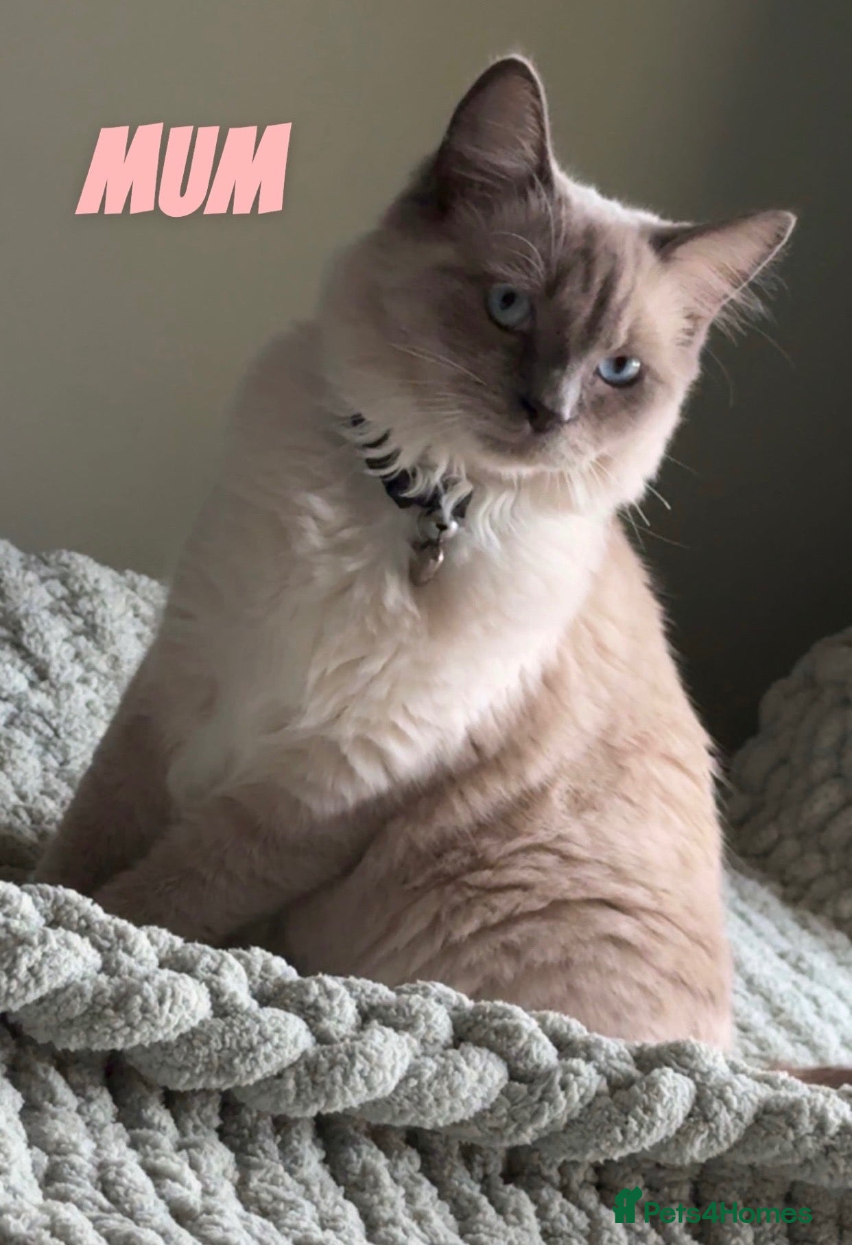 Ragdoll cats Gorgeous blue point ragdoll kitten - Advert 3