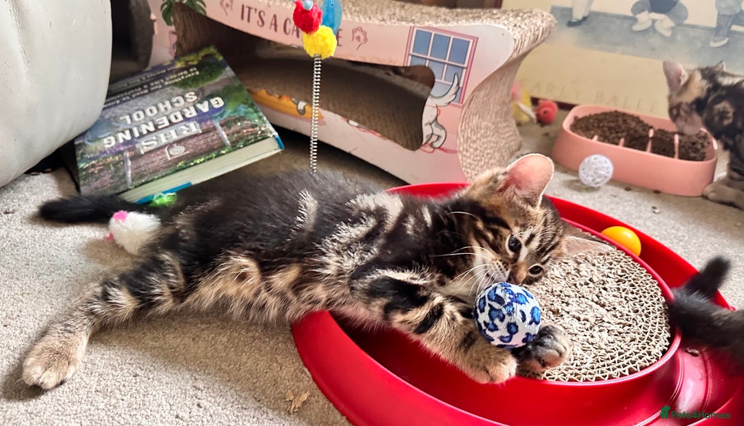 Mixed Breed cats for sale: Lovely bengal mix kittens: tabby, ginger, black - Image 19