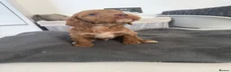 Cockapoo dogs for sale: cockapoo puppies  - Advert 20