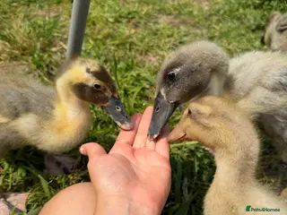 Ducks poultry Off heat Indian Runner Ducklings - Advert 11