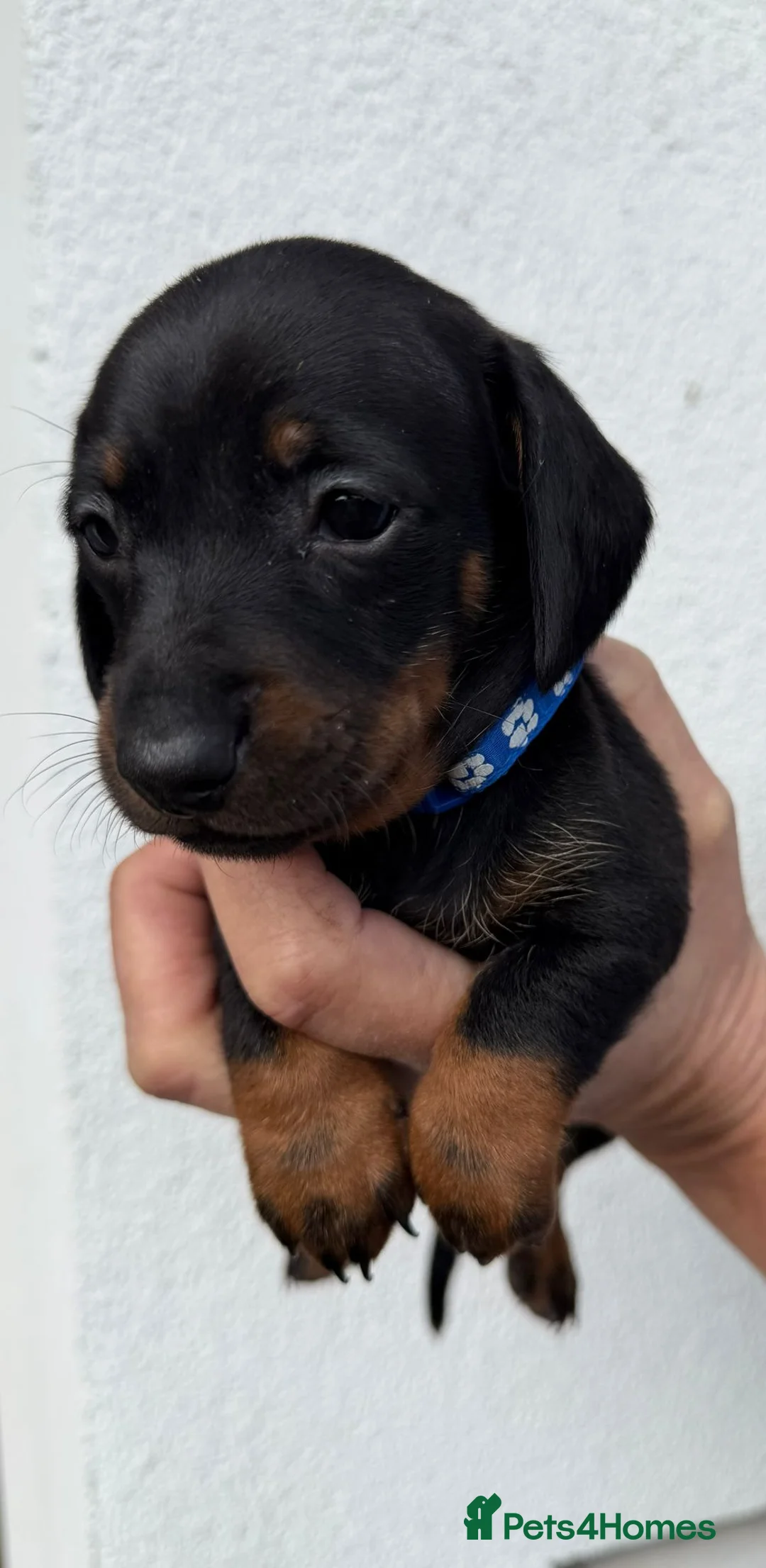 Dachshund dogs for sale:  LAST GIRL LEFT (DACHSHUND ) ready to go NOW  - Advert 18