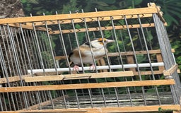 Finches birds for sale: Goldfinch for sale  - Image 24