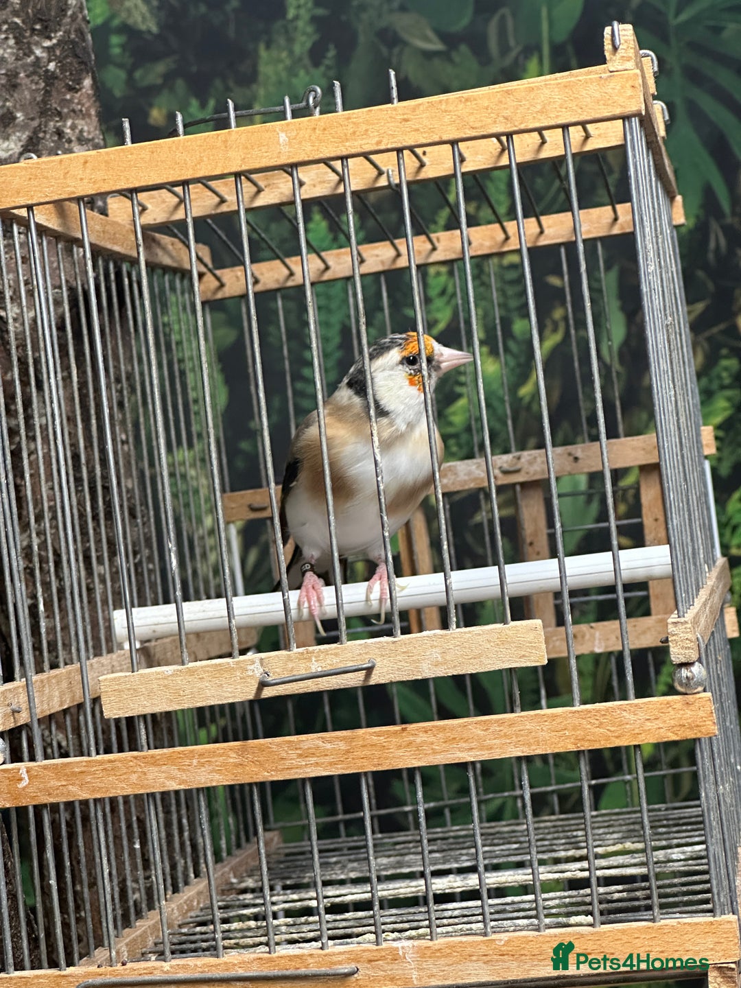 Finches birds for sale: Goldfinch for sale  - Image 24