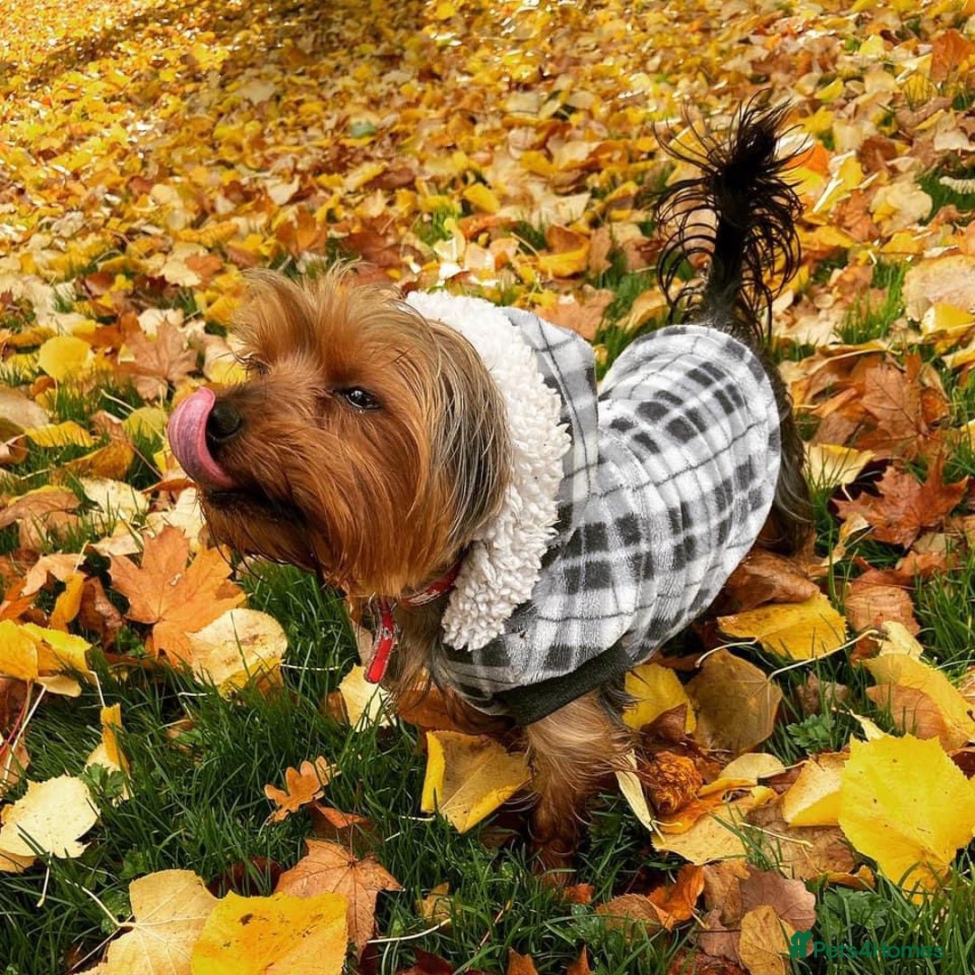 Yorkshire Terrier dogs for stud: Magnificent Yorkie Stud  - Advert 2