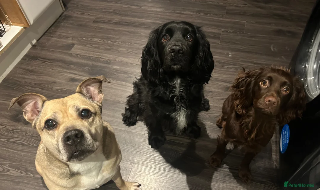 Cocker Spaniel dogs for sale: 2 cocker spaniels and staffy for rehoming - Advert 8