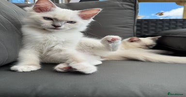 Ragdoll cats in Bishop Auckland - Advert 10