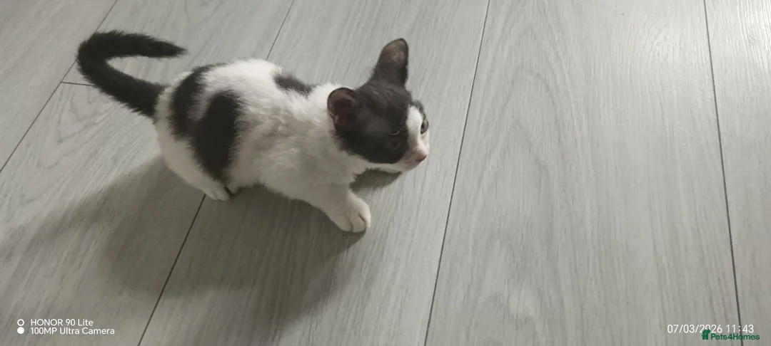 Mixed Breed cats for sale: Lovely mixed kittens for sale  - Advert 11