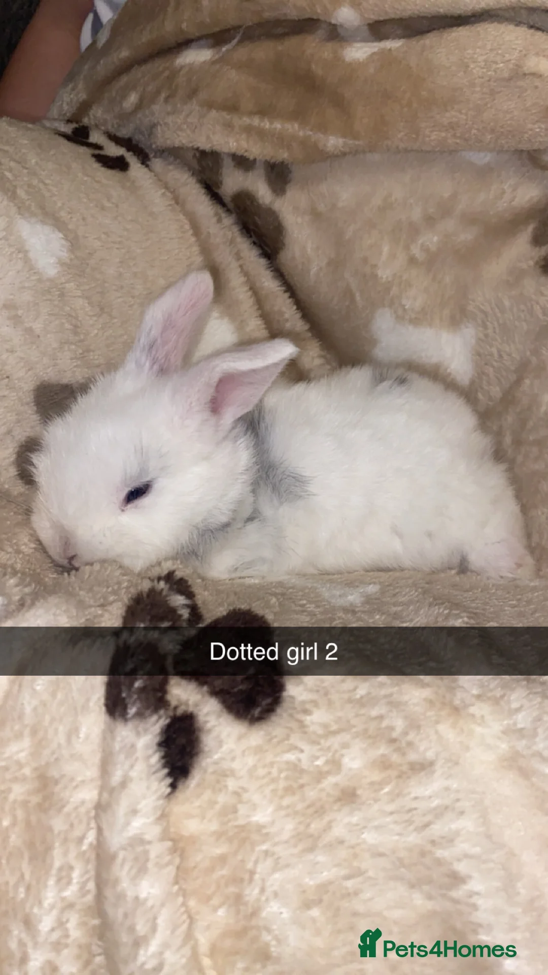 Mini Lop rabbits for sale: Mini Lop Babies Ready To Reserve  - Advert 10