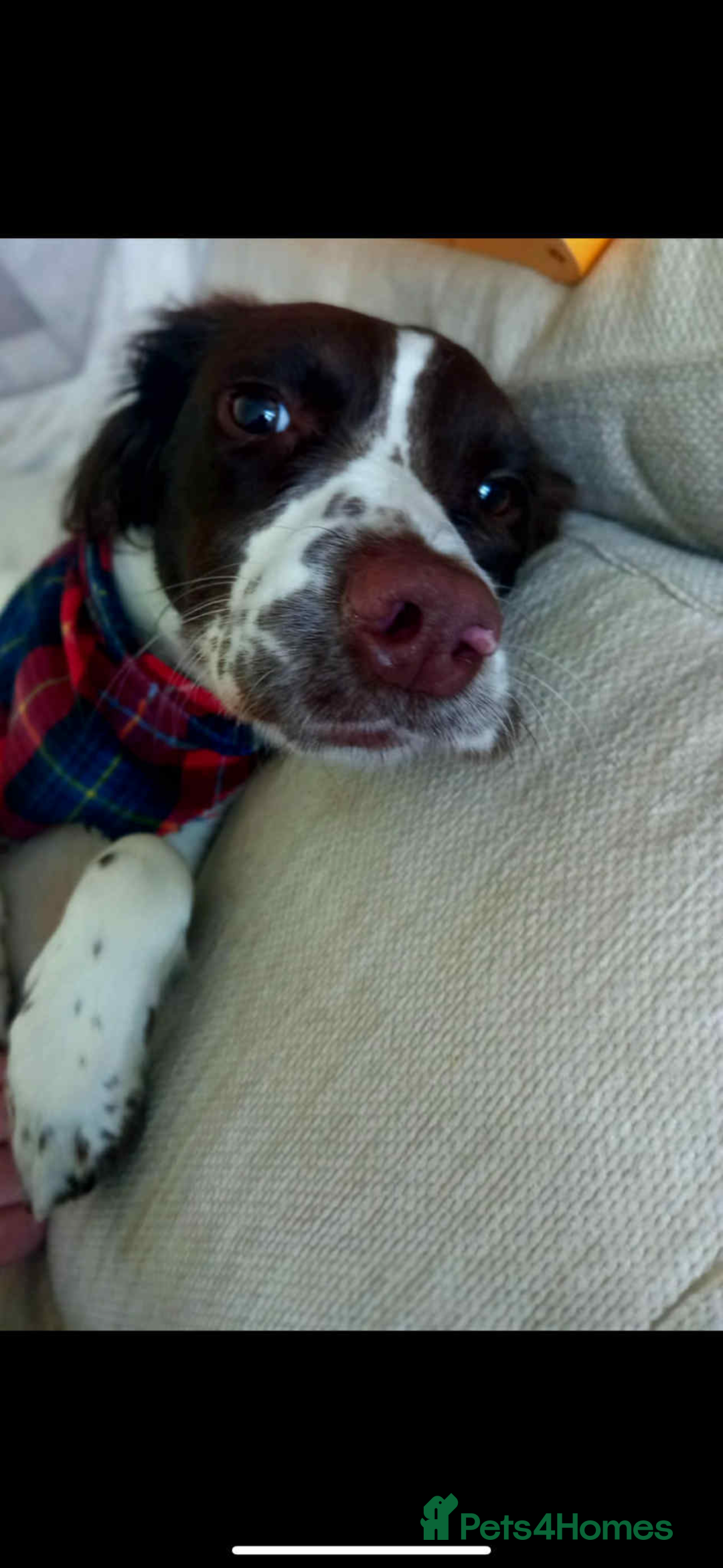 English Springer Spaniel dogs for sale: Springer spaniel looking for her forever home - Advert 5