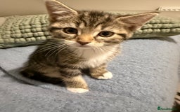 Domestic Shorthair cats for sale: Gorgeous kittens - Image 7