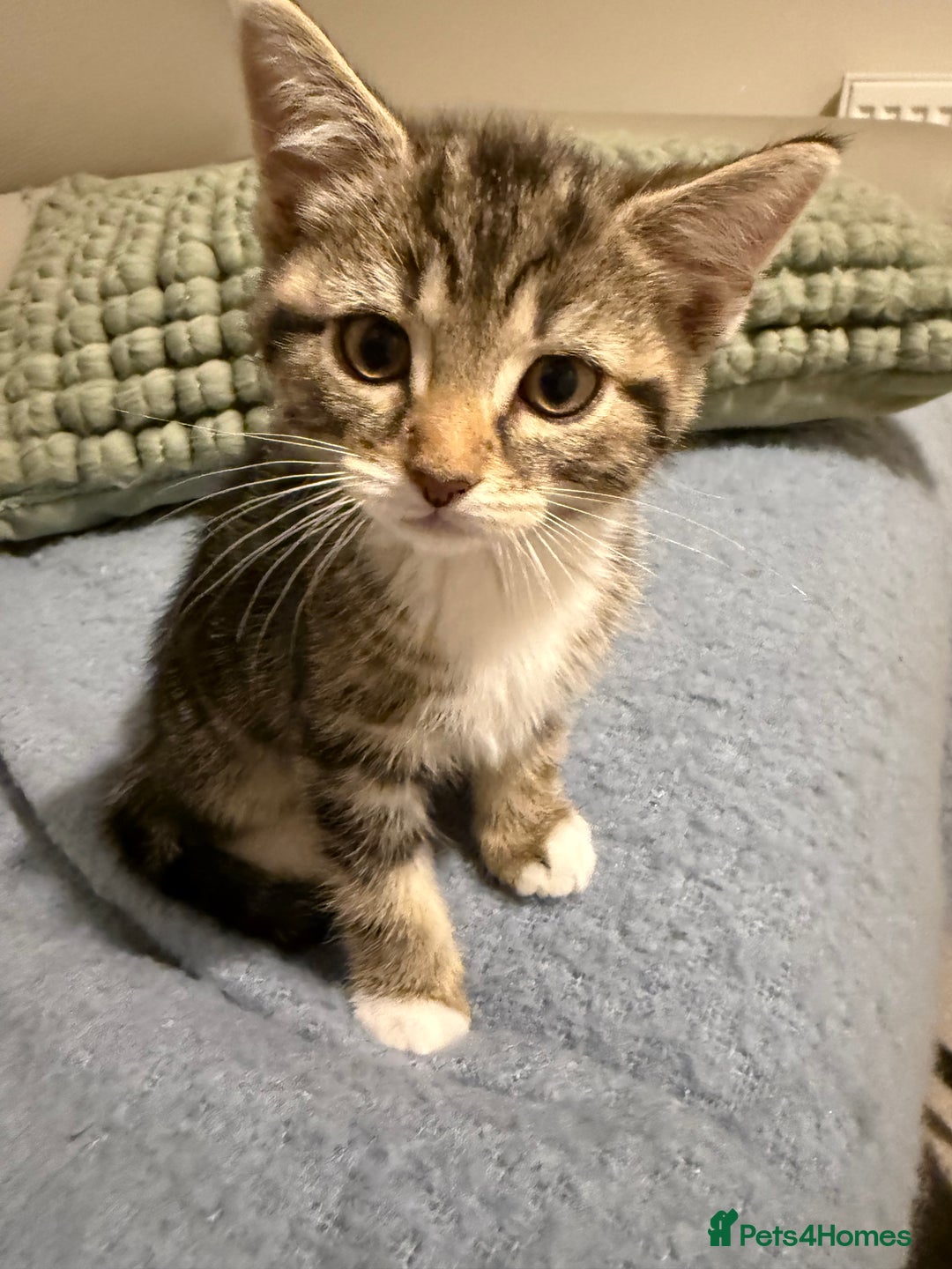 Domestic Shorthair cats for sale: Gorgeous kittens - Image 7