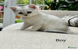 British Shorthair cats for sale: White silver shaded BSH boy and girl available🐈 - Image 4