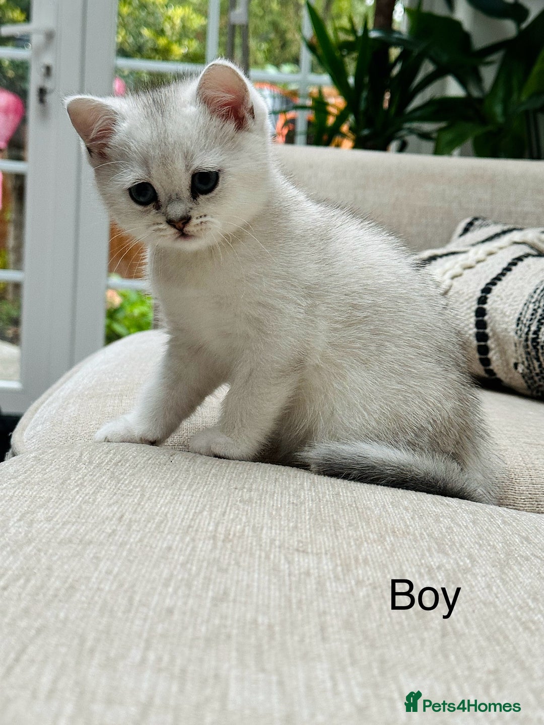 British Shorthair cats for sale: White silver shaded BSH boy and girl available🐈 - Image 4