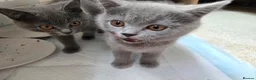 British Shorthair cats for sale: Purebred British Shorthair Kittens - 2 left! - Advert 10